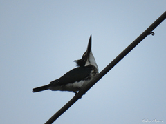 Chloroceryle amazona