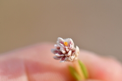 Blutaparon vermiculare
