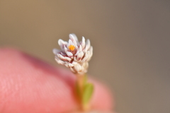 Blutaparon vermiculare