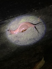 Ratnadvipia irradians