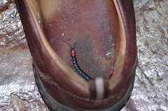 Cormocephalus nitidus