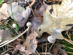 Mycena cinerella