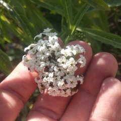 Tournefortia hartwegiana