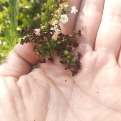 Tournefortia hartwegiana