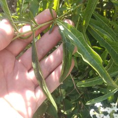 Tournefortia hartwegiana