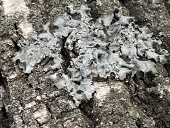 Pleurosticta acetabulum