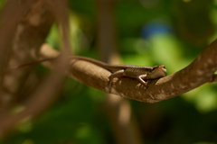 Trachylepis sechellensis