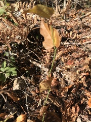 Smilax californica