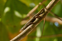 Trachylepis sechellensis