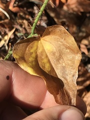 Smilax californica