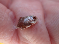 Trachinotus falcatus