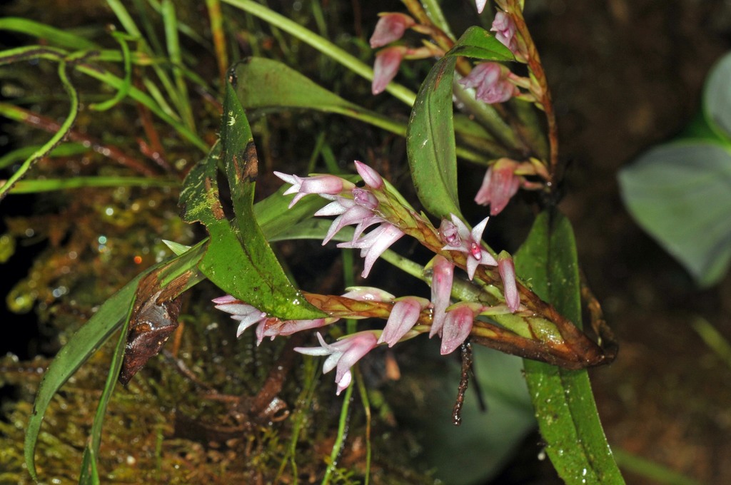 Maxillaria vaginalis