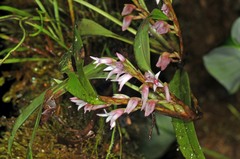 Image of Maxillaria vaginalis