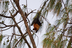 Pteropus seychellensis seychellensis