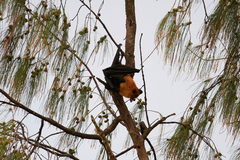 Pteropus seychellensis seychellensis