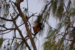 Pteropus seychellensis seychellensis