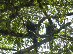 Pithecia chrysocephala