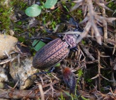 Carabus rugosus celtibericus