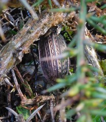 Carabus rugosus celtibericus