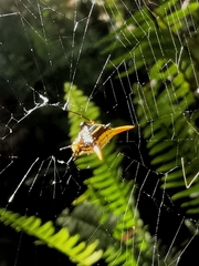 Micrathena bicolor