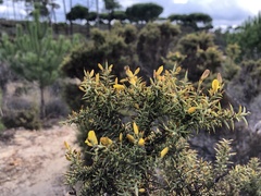 Ulex argenteus subsericeus