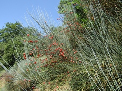 Ephedra equisetina