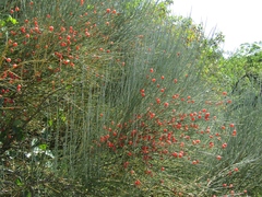 Ephedra equisetina
