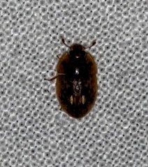 Lobiopa undulata