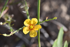 Linum alatum