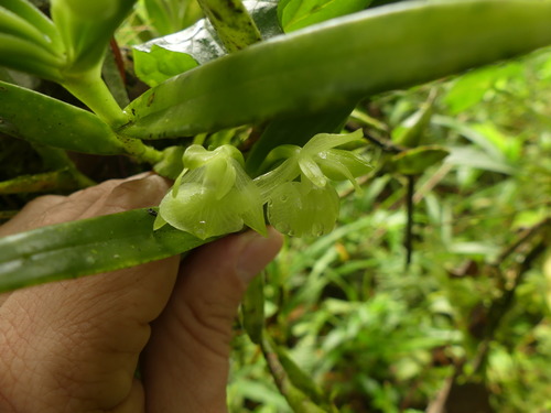 Epidendrum scharfii Hágsater & Dodson 3
