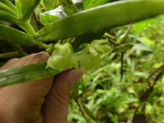 Epidendrum scharfii