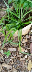 Leucojum aestivum