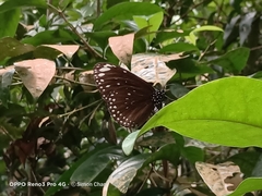 Euploea crameri bremeri