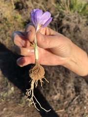 Crocus serotinus clusii