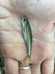 Notropis amabilis
