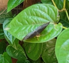 Adoliadini