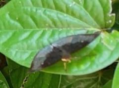 Adoliadini