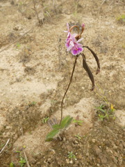 Epidendrum calanthum
