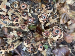 Monotropa uniflora image