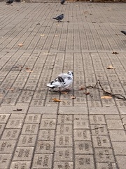 Columba livia domestica