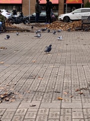 Columba livia domestica
