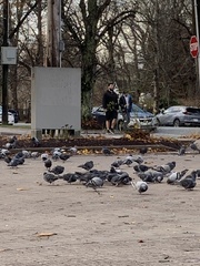 Columba livia domestica