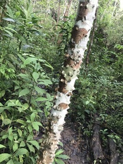 Zanthoxylum quinduense