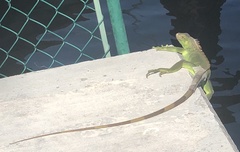 Iguana iguana