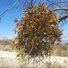 Phoradendron carneum