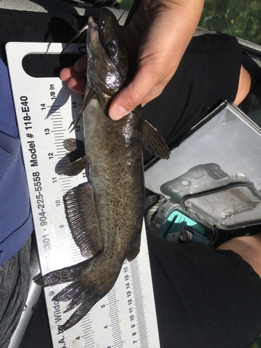 Headwater Catfish