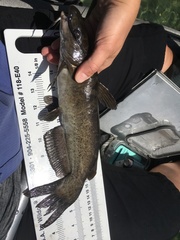 Ictalurus lupus