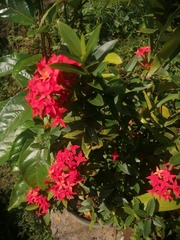 Ixora