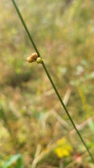 Juncus coriaceus
