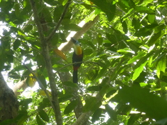 Ramphastos vitellinus
